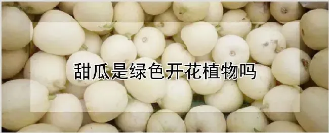 甜瓜是绿色开花植物吗 | 耕种资料