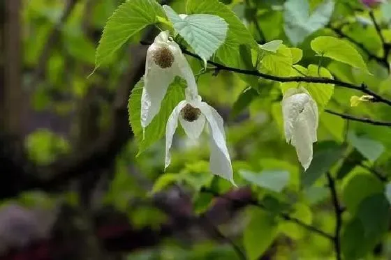 植物百科|珙桐是什么植物类别 属于什么科植物