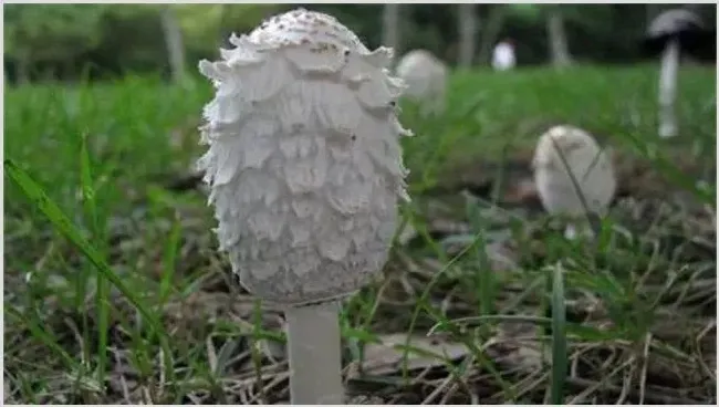 鸡腿菇栽培注意事项 | 种植技术