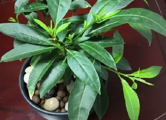 植物毒性|夜来香有毒吗 可以放在室内养吗