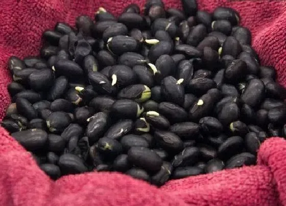 种植方法|黑小豆种植时间和方法