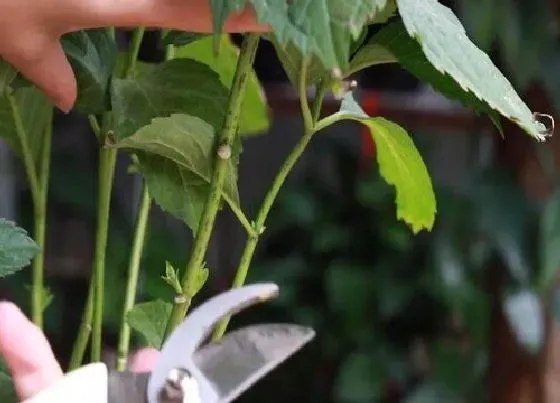 植物修剪|绣球花的修剪方法图解，直观绣球花枝条太长怎么剪枝）