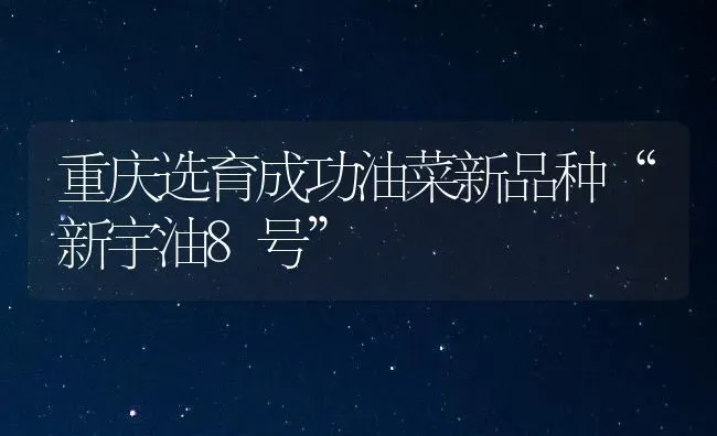 重庆选育成功油菜新品种“新宇油8号” | 粮油作物种植