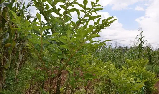 种植管理|魔芋的种植方法和管理技术，魔芋种植不会烂产量高的要点）