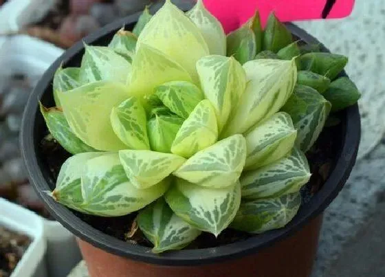 植物繁殖|玉露多肉怎么繁殖方法和注意事项