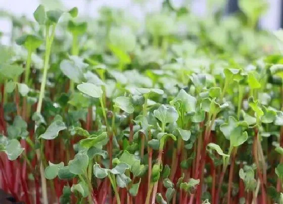 阳台摆放|阳台种植芽苗菜的时间和方法