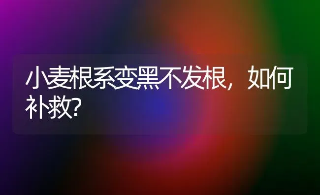 小麦根系变黑不发根，如何补救？ | 粮油作物种植