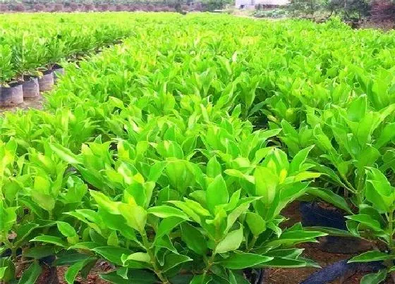 植物施肥|非洲茉莉用什么肥料好