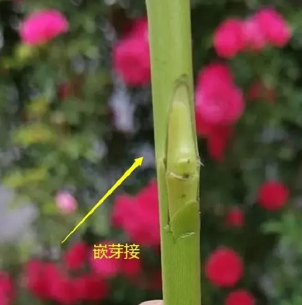 植物嫁接|月季几月份嫁接最好，蔷薇嫁接树状月季花的最佳季节）