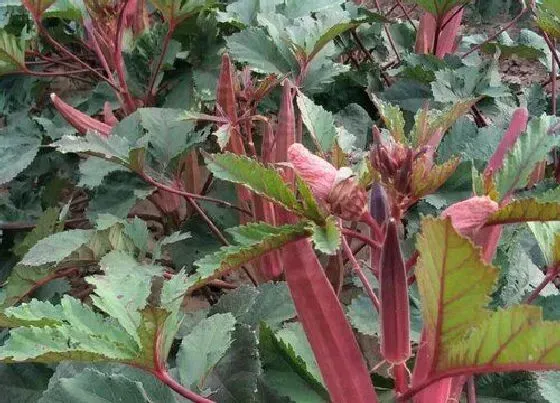 植物播种|红秋葵种子怎么种植