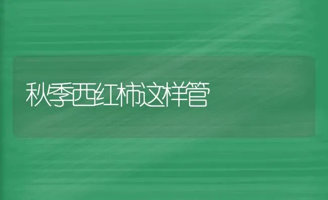 秋季西红柿这样管 | 蔬菜种植