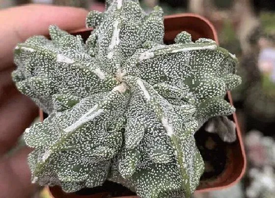 植物繁殖|鸾凤玉怎么繁殖方法和注意事项