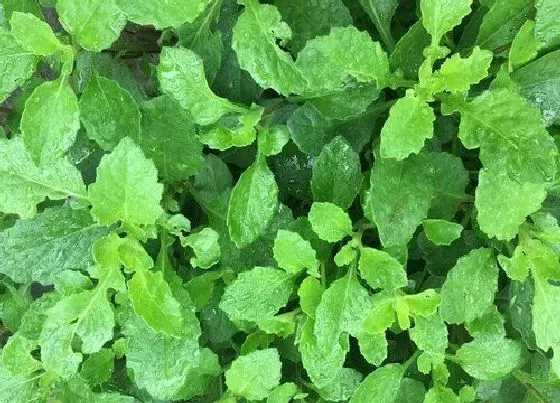 植物百科|片仔癀是什么植物