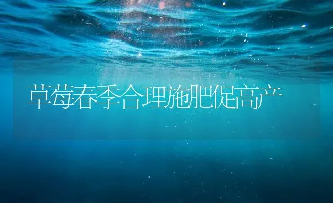 草莓春季合理施肥促高产 | 种植肥料施肥