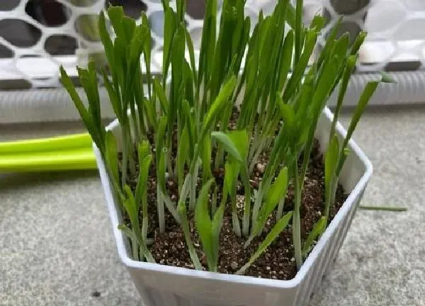 养殖科普|猫薄荷喜欢阳光吗