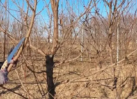 植物修剪|李子树怎么剪枝 修剪方法与技术