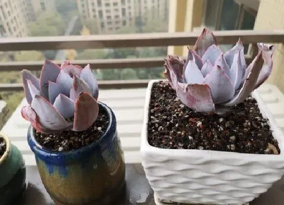 植物繁殖|多肉广寒宫怎么繁殖方法和注意事项