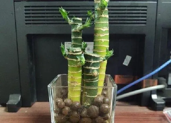 植物浇水|富贵竹可以浇可乐吗