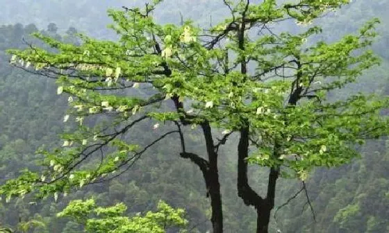 植物百科|珙桐是什么植物类别 属于什么科植物