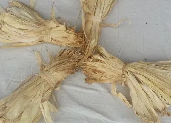 植物施肥|玉米皮可以做肥料吗