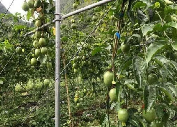 植物浇水|百香果浇水的正确方法