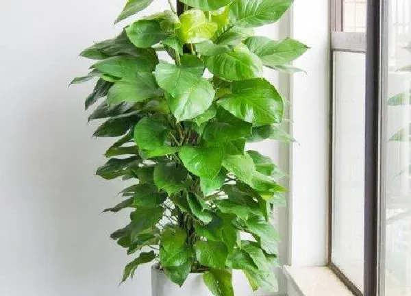 植物浇水|大绿萝多久浇一次水