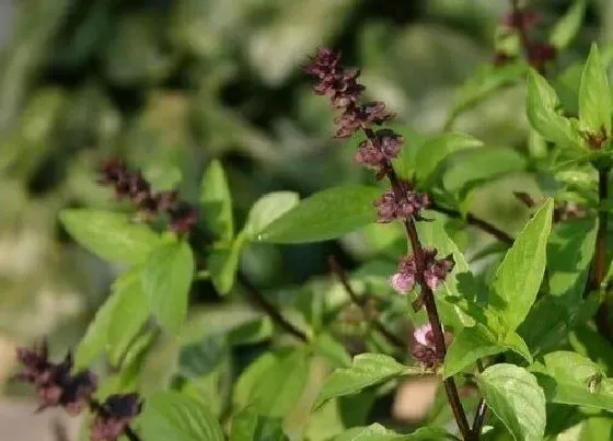 植物种类|荆芥和九层塔是一种植物吗