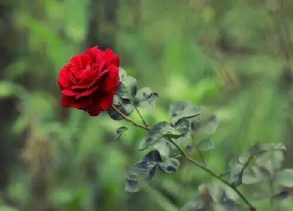 养殖科普|月季花能晒太阳吗