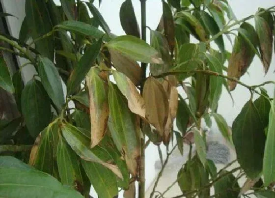 植物百科|平安树能不能晒太阳