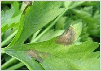 大棚芹菜早疫病如何防治？ | 农业技术