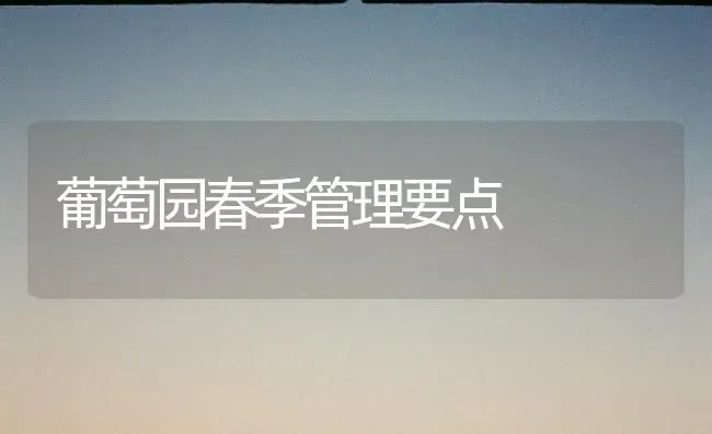 葡萄园春季管理要点 | 瓜果种植