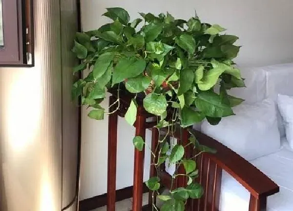 植物浇水|绿萝可以浇可乐吗 可乐浇绿萝有什么好处