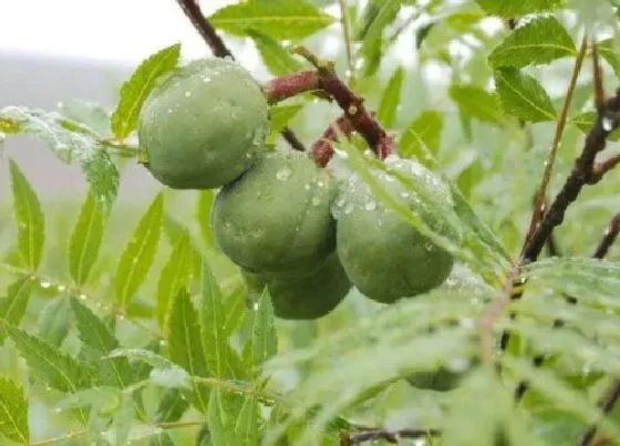 种植管理|文冠果几年结果实