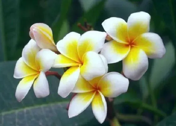 植物香味|鸡蛋花味道好闻吗