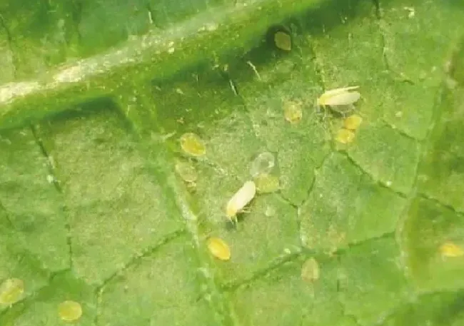 植物虫害|烟粉虱大发生的原因及防治关键措施（大棚粉虱怎么处理）