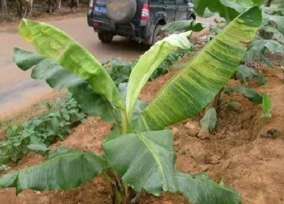 植物病害|香蕉花叶病症状及防治方法