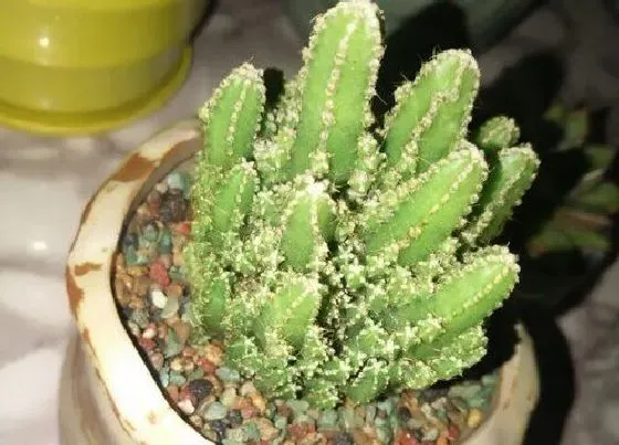 植物百科|万重山会开花吗 开花花语与寓意