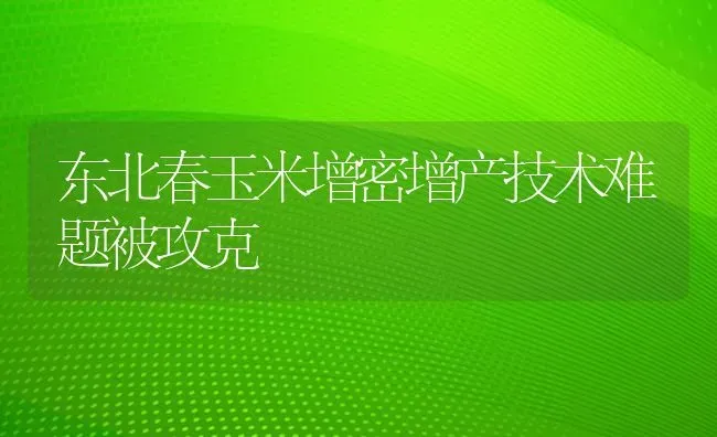 东北春玉米增密增产技术难题被攻克 | 粮油作物种植