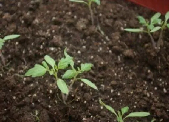 植物播种|南方番茄什么时候播种 合适播种时间