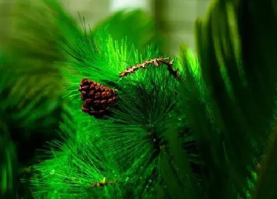 风水百科|家里为什么不能养松树