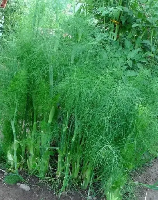 种植管理|茴香几月份种植最好，小茴香播种时间和管理方法）