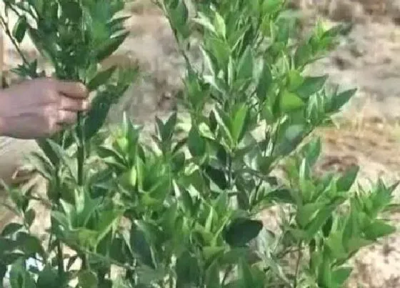 植物修剪|橘子树剪枝能插活吗 剪下的橘子树枝扦插方法