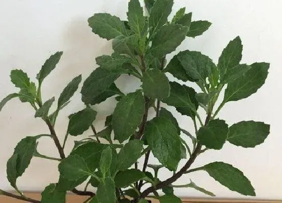植物百科|片仔癀是什么植物