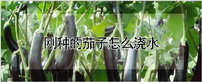 刚种的茄子怎么浇水 | 种植资料