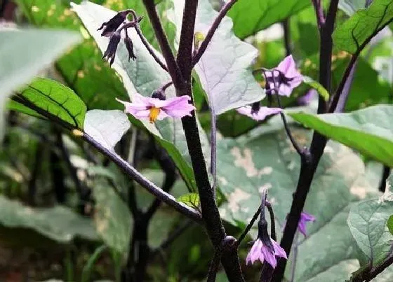 果实科普|茄子多久开花结果