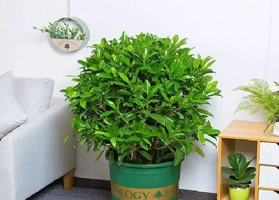 植物施肥|非洲茉莉用什么肥料好