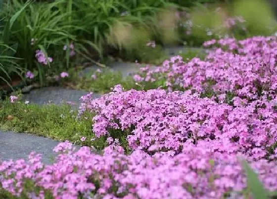 植物播种|福禄考什么时候播种合适