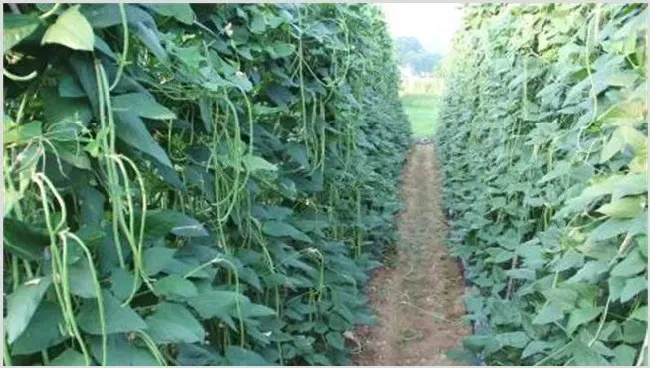 豆角种植有前景吗？豆角怎么种植 | 养殖技术