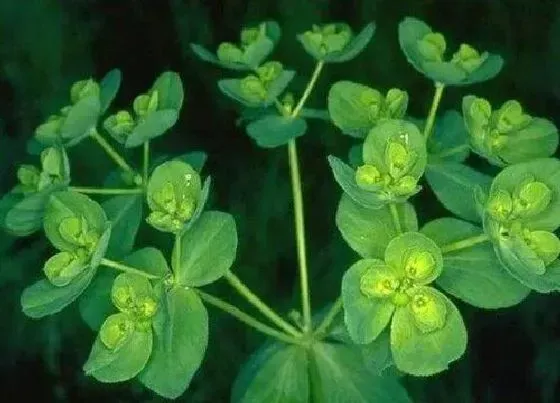 植物百科|猫眼草生长在什么地方