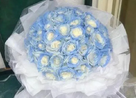 花语|碎冰蓝的花语是什么意思